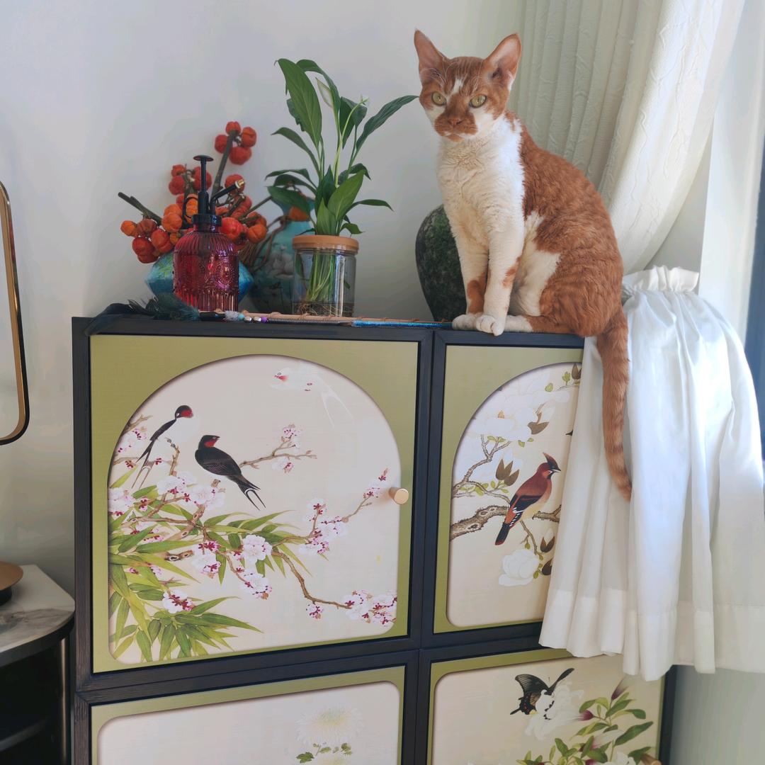 🌻向阳而生🌺