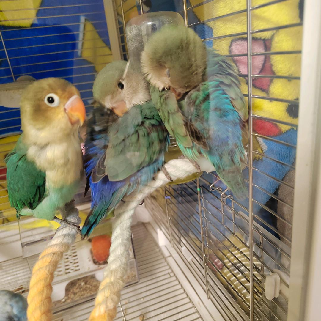 🐟雪儿恋雪🌨