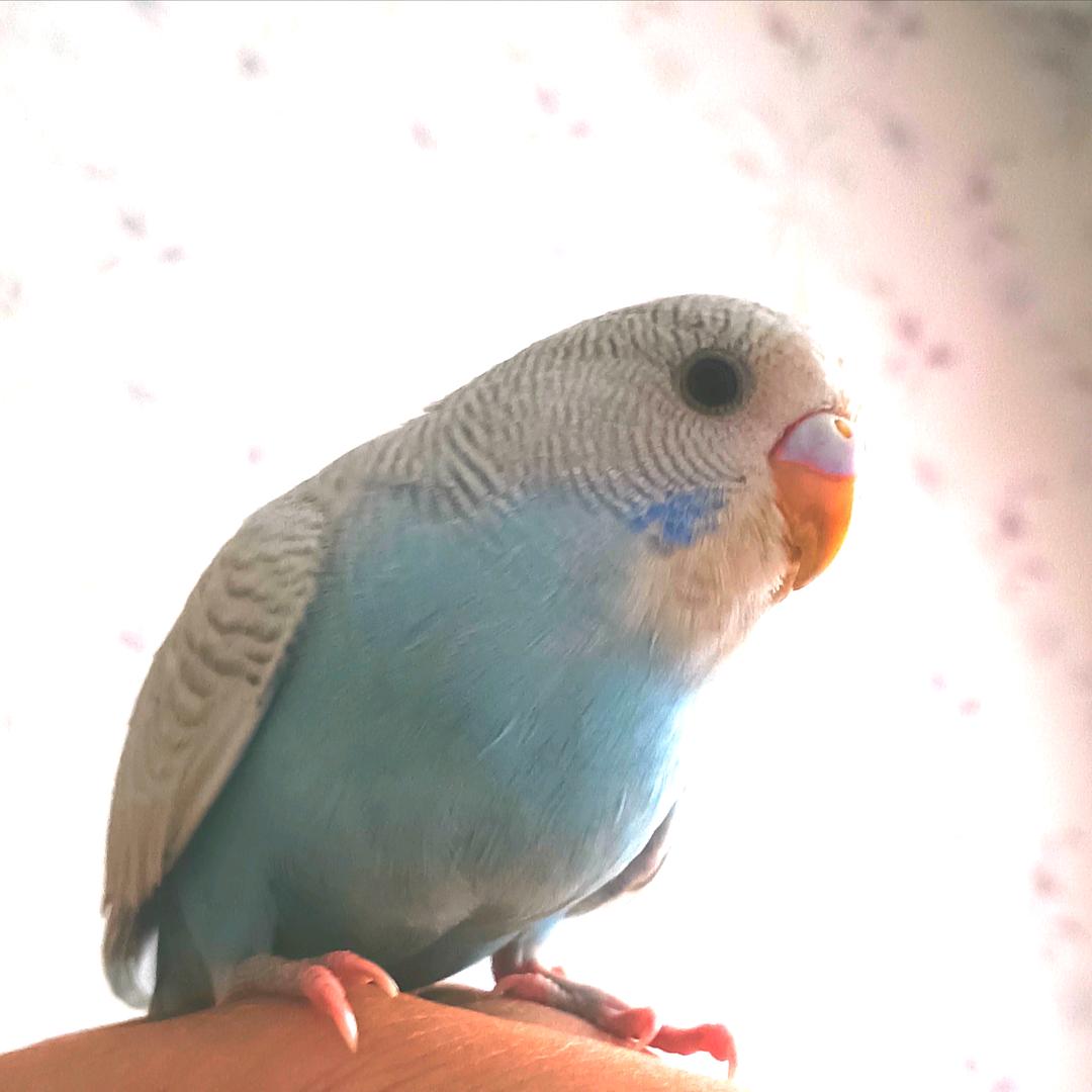 林中鸟