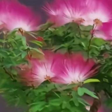 芙蓉树