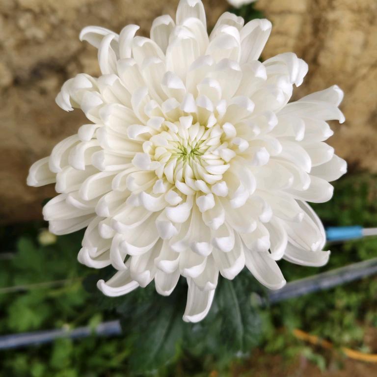 美之铺花卉基地种植黄白批发小菊百合针叶等