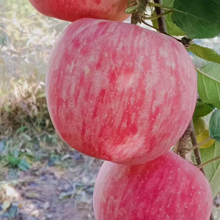 洛川苹果勉县卖