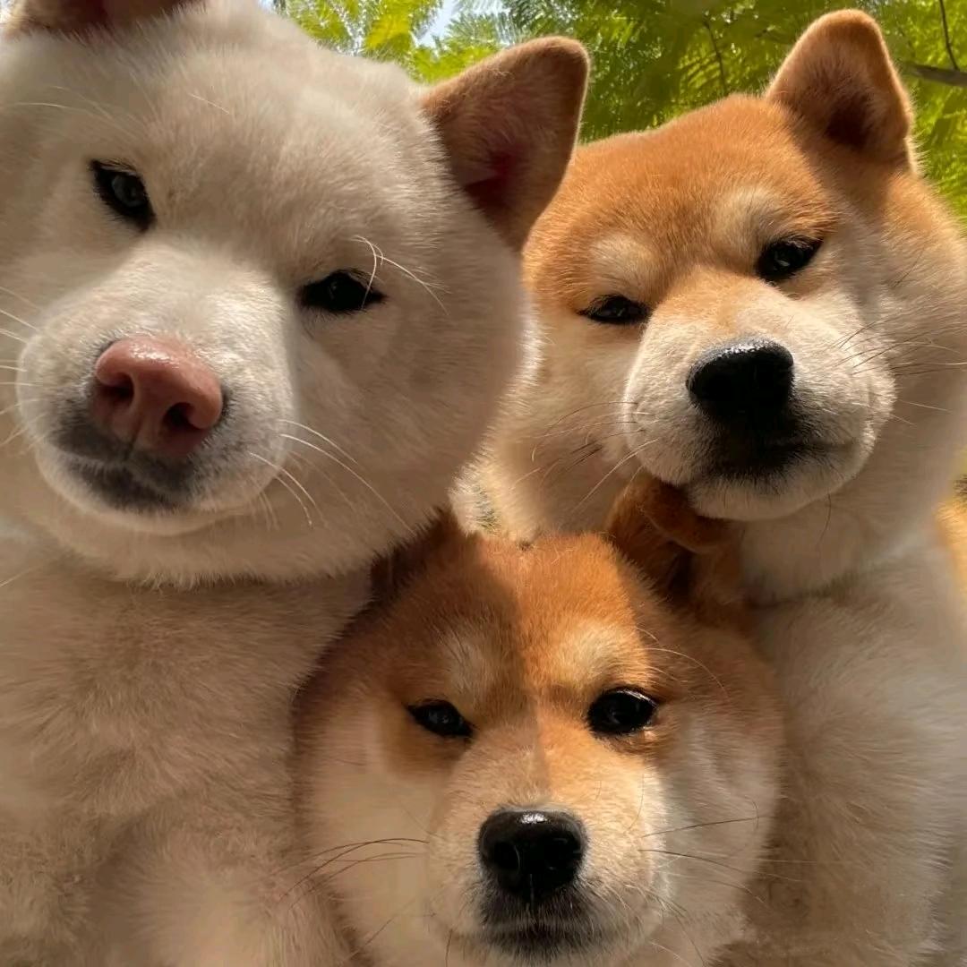 三个牛马的团购生活