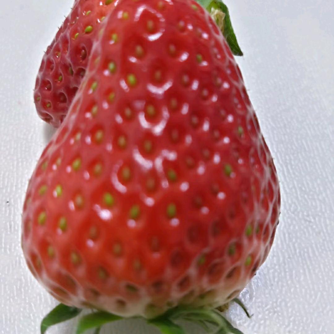 草莓🍓