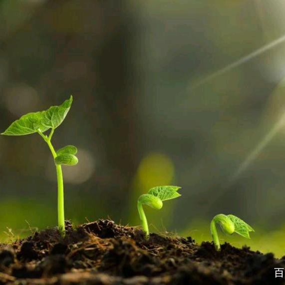 厦门厂家直销拷贝纸雪梨纸-厦门君诚兴纸业