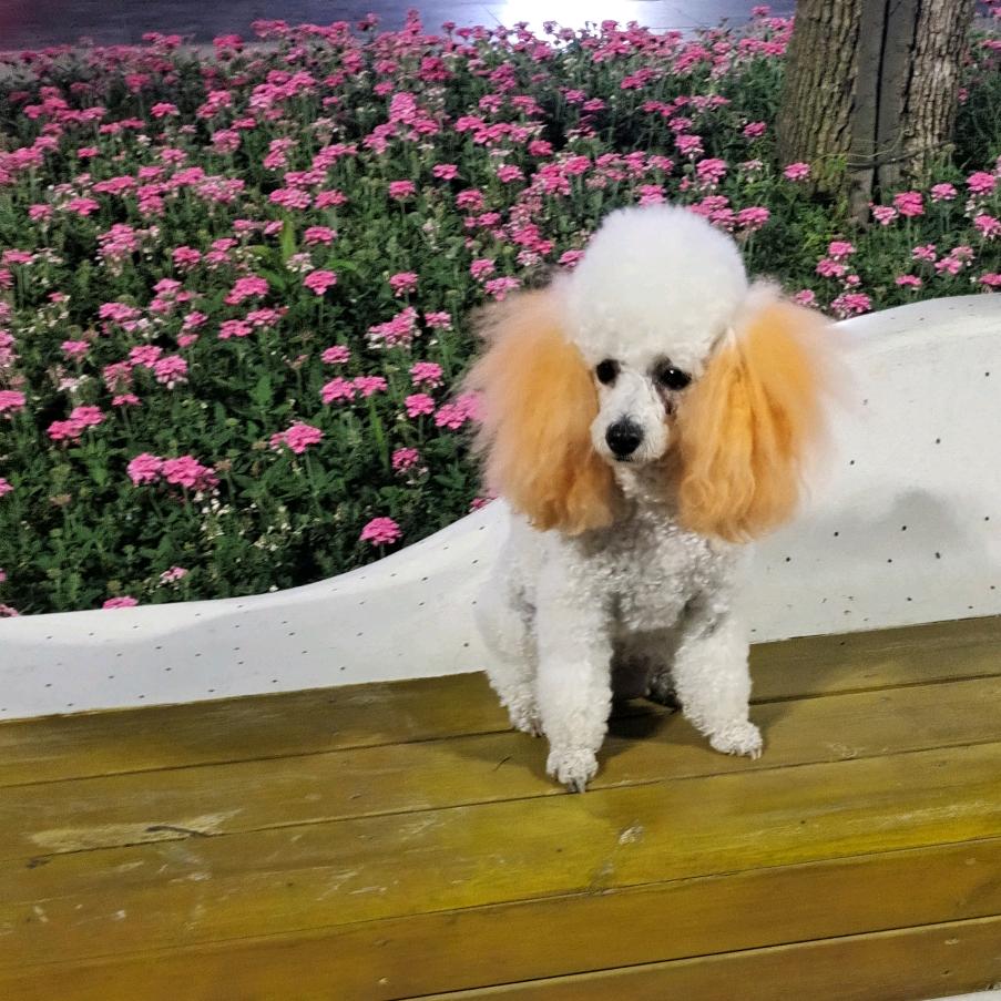 水仙花