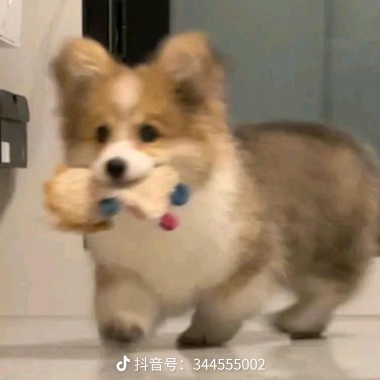 白西