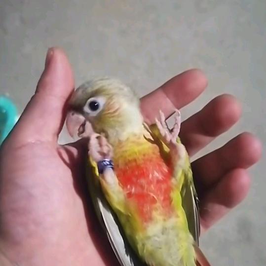 江西进贤鹦鹉养殖场