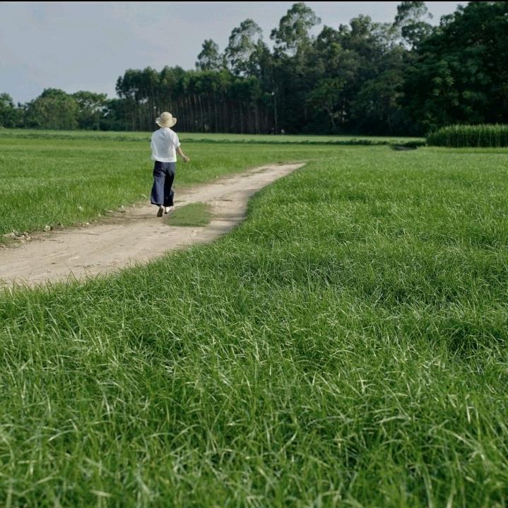 小森林—夏