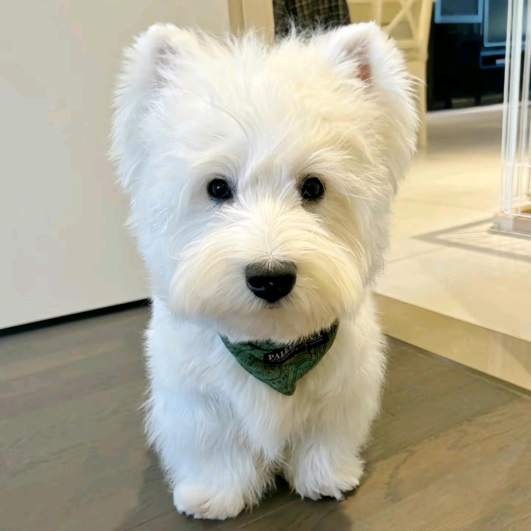 咩咩狗