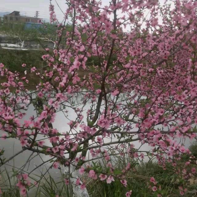 雨女无瓜