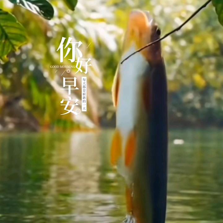 好运莲莲@
