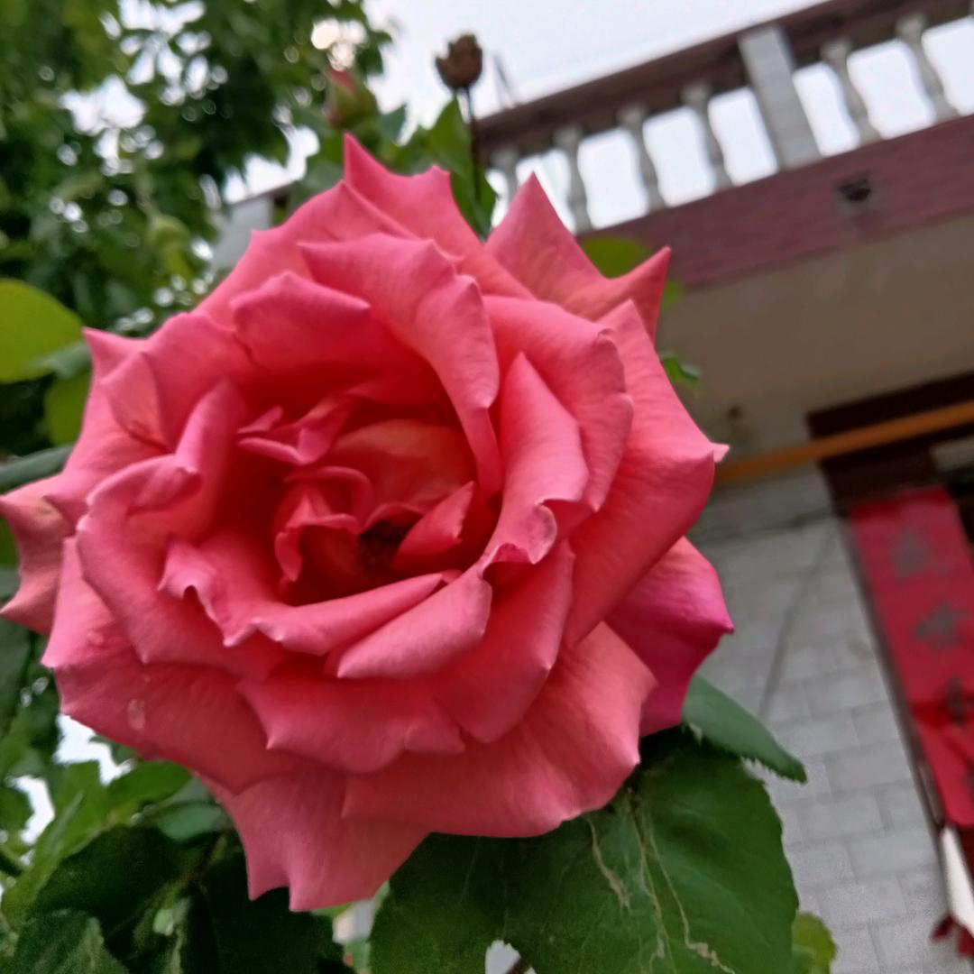 孙倩丽