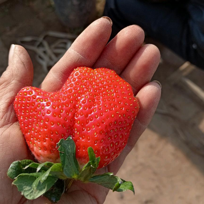 田庄草莓采摘园