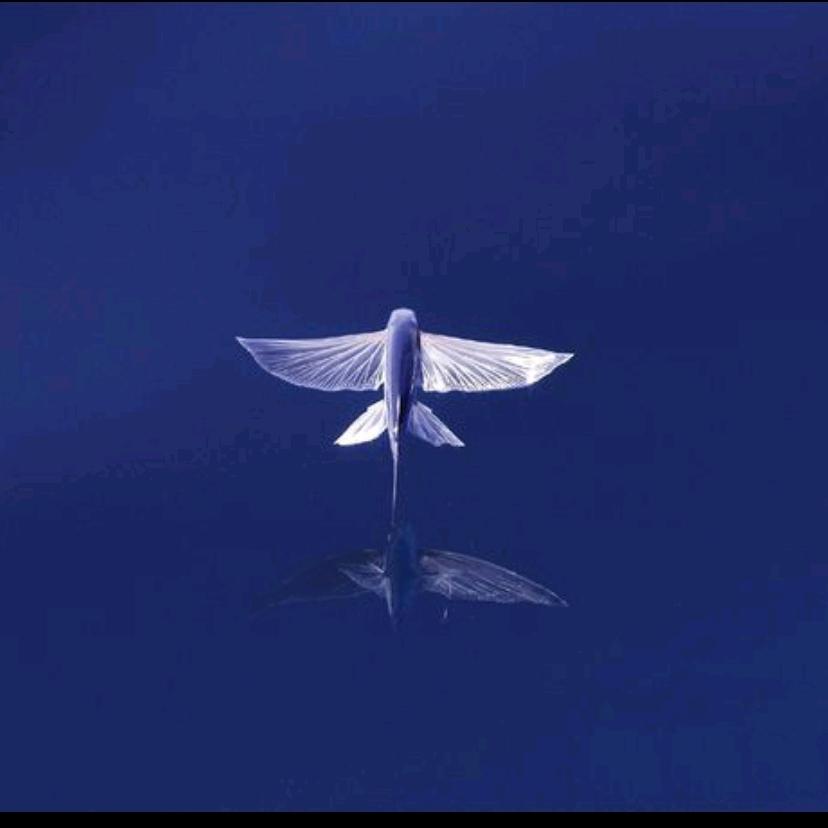 天空飞过的鱼_
