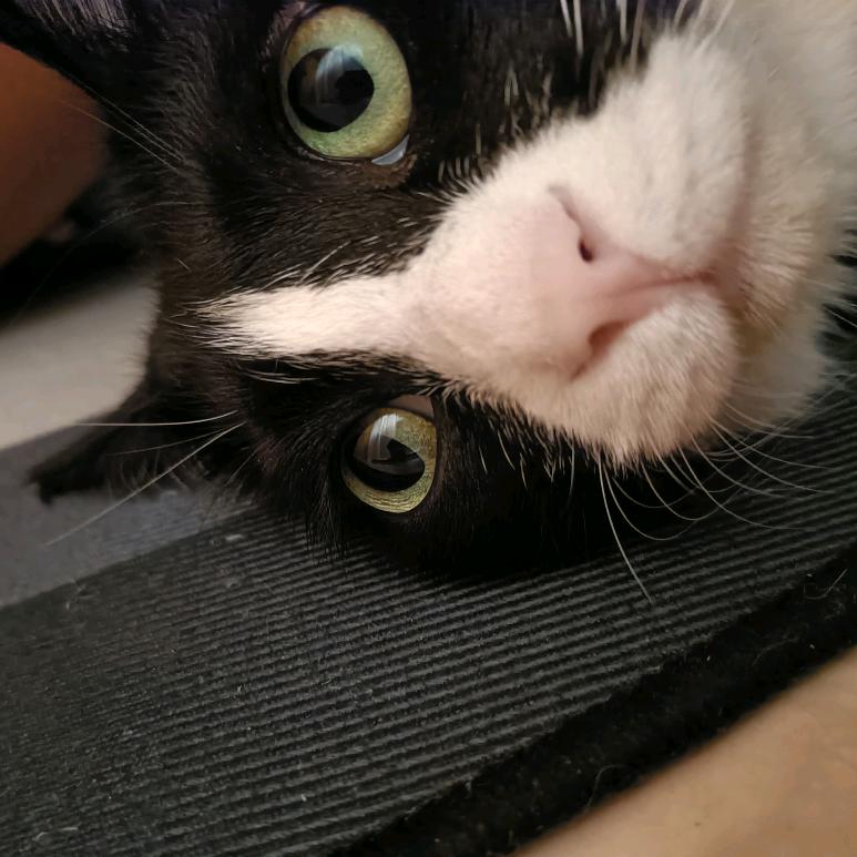 弦思(赶紧毕业版)