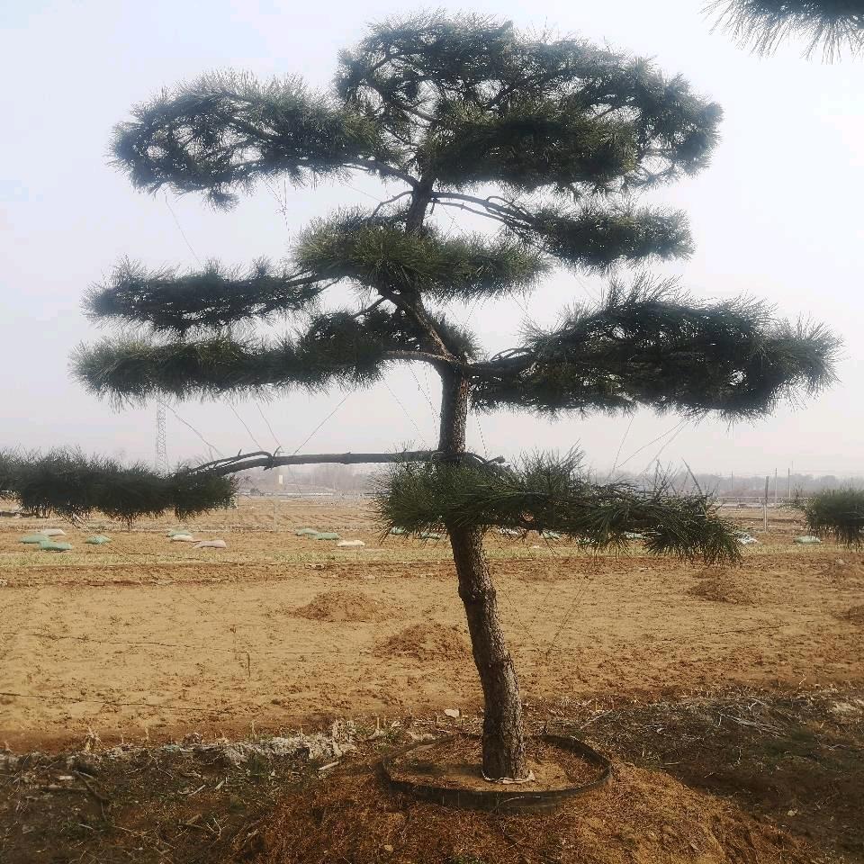 琅琊小哥