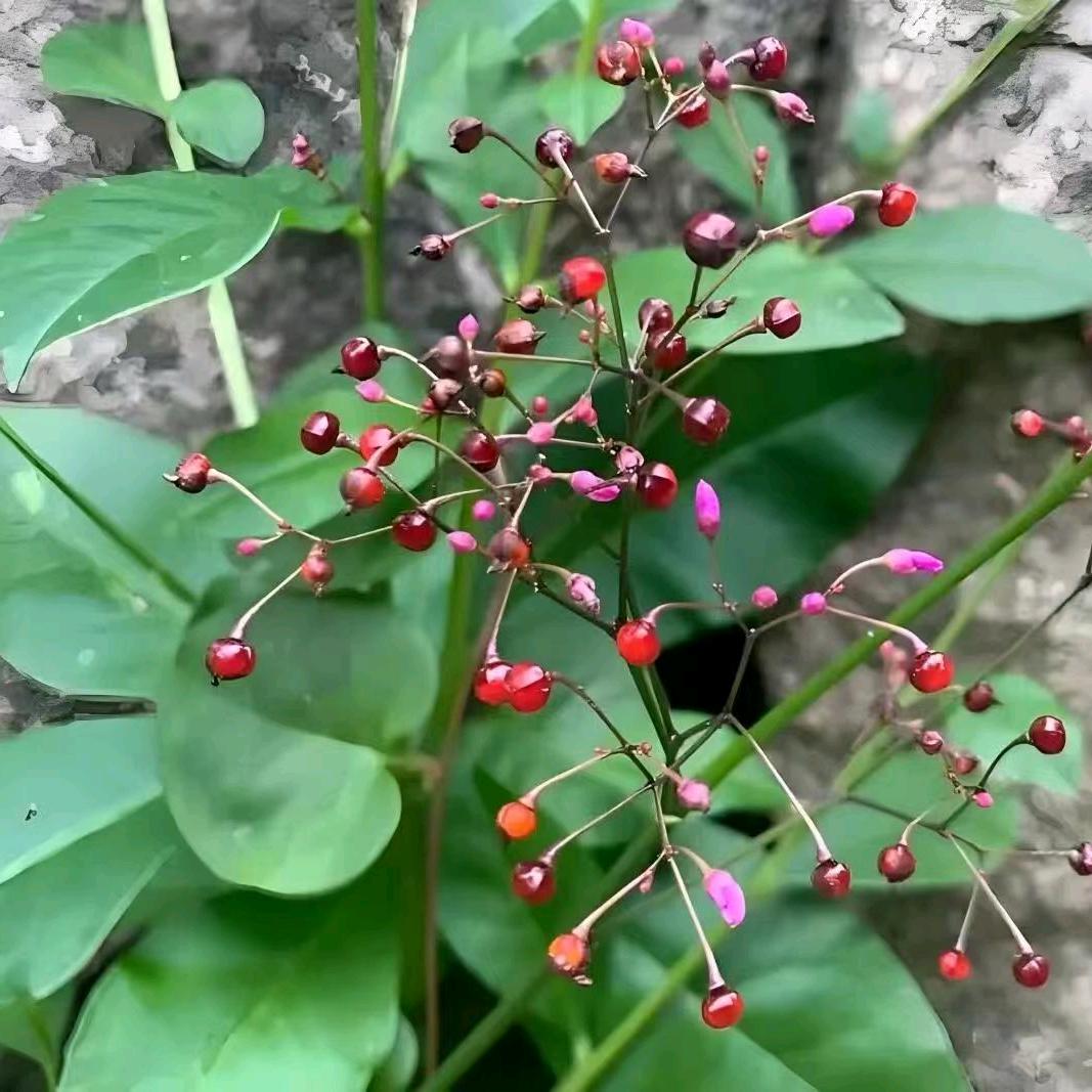 （古方疗法）“中草药调理治病”赵女士