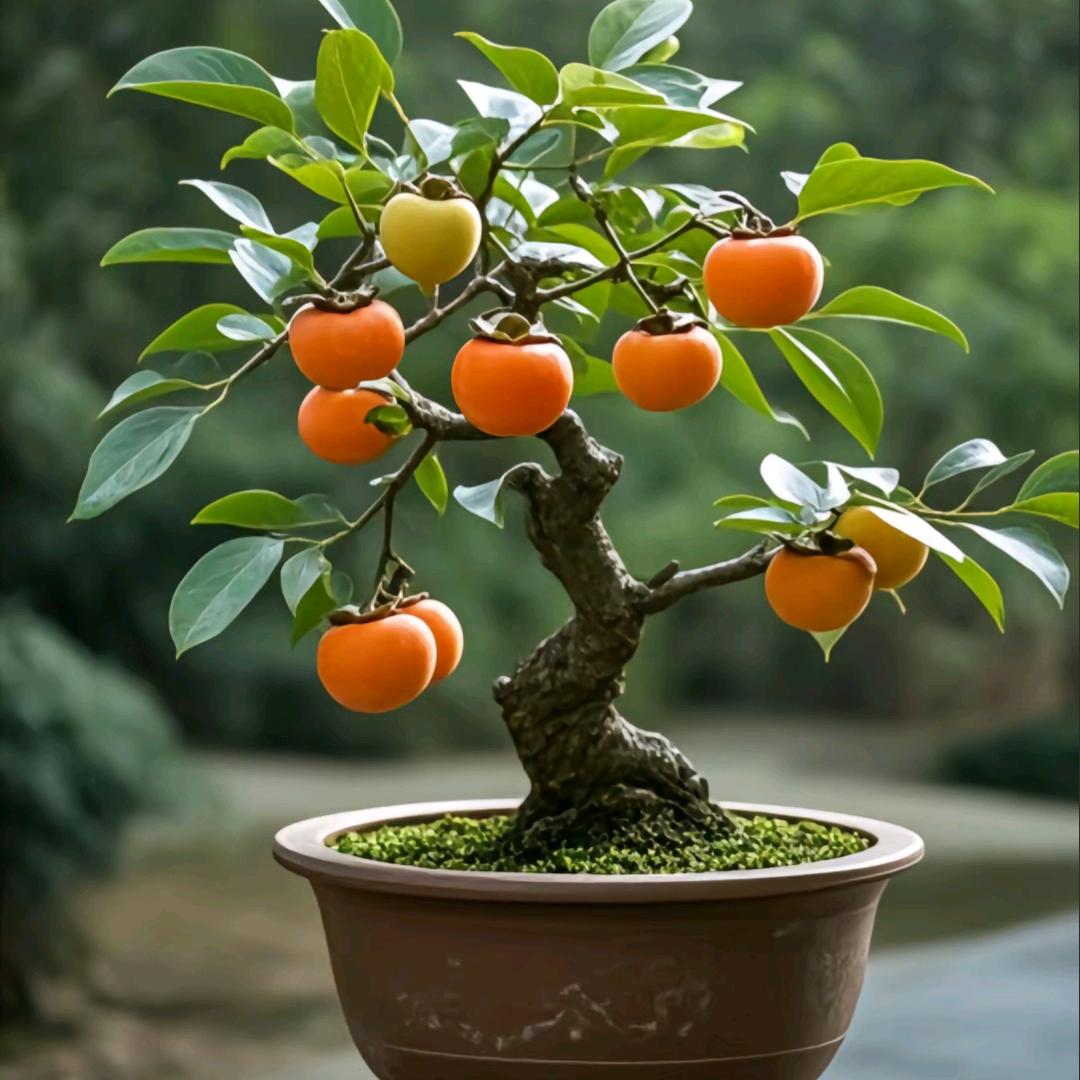 宜丰县要读书盆景店