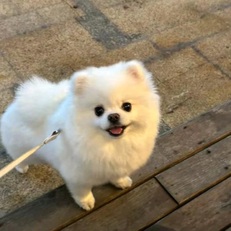 礼物一停。感情归零