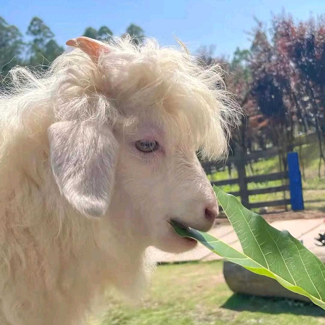牛羊畜牧养殖