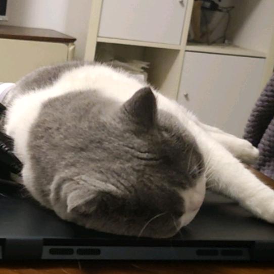 混邪xp全肯定bot