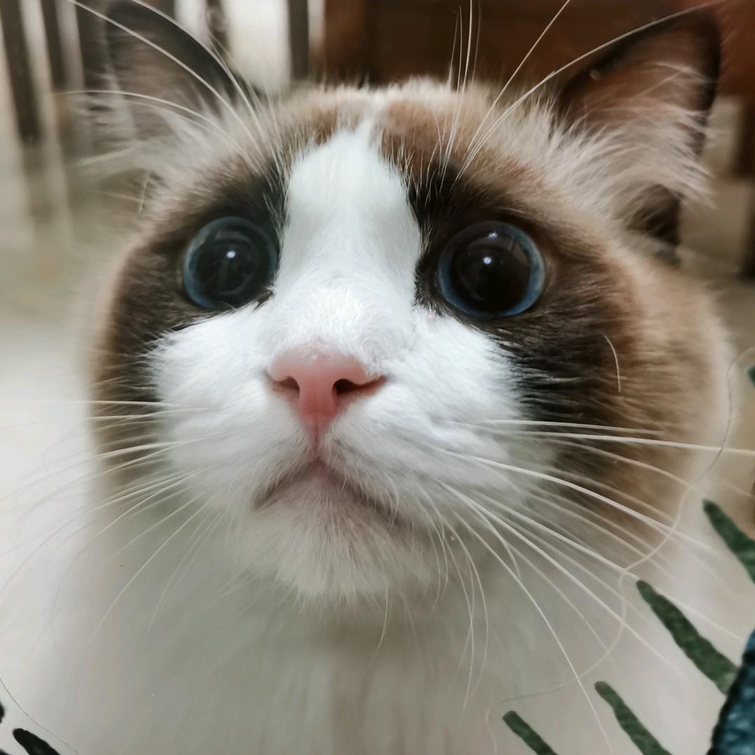 悦同最爱秀头像