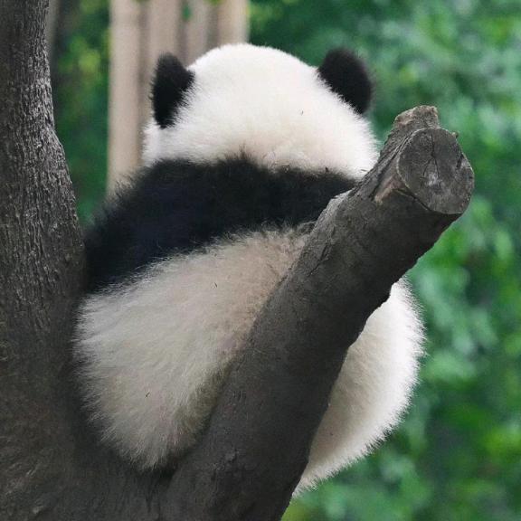 清辞゛