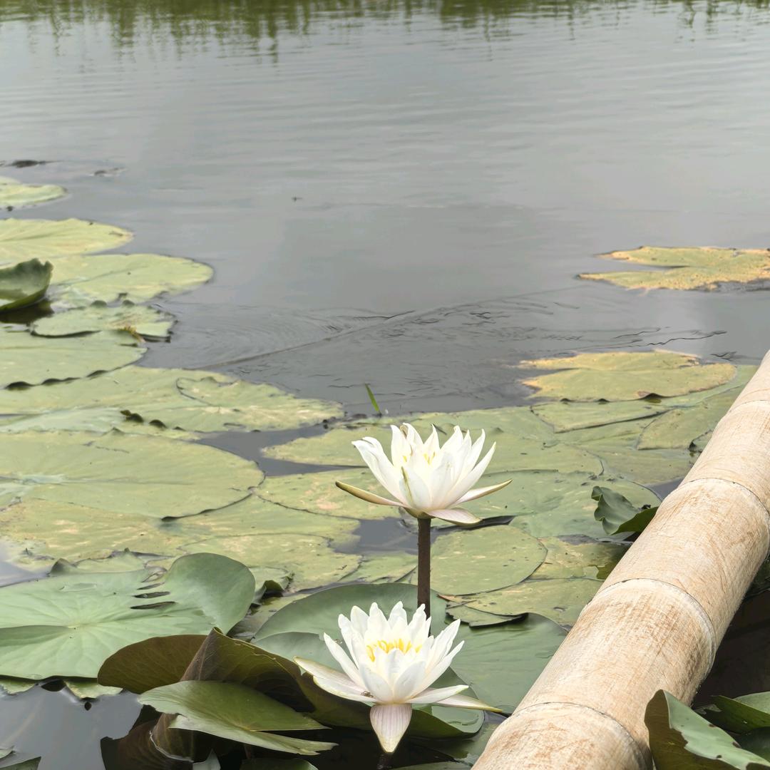 ✎ℳ上上签ᨶ႒ᩚ🌸