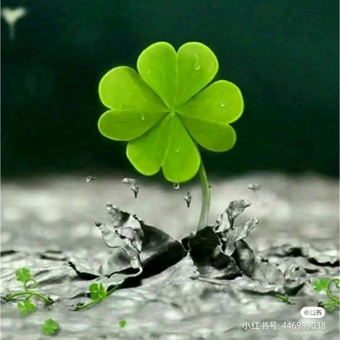@四叶草🍀