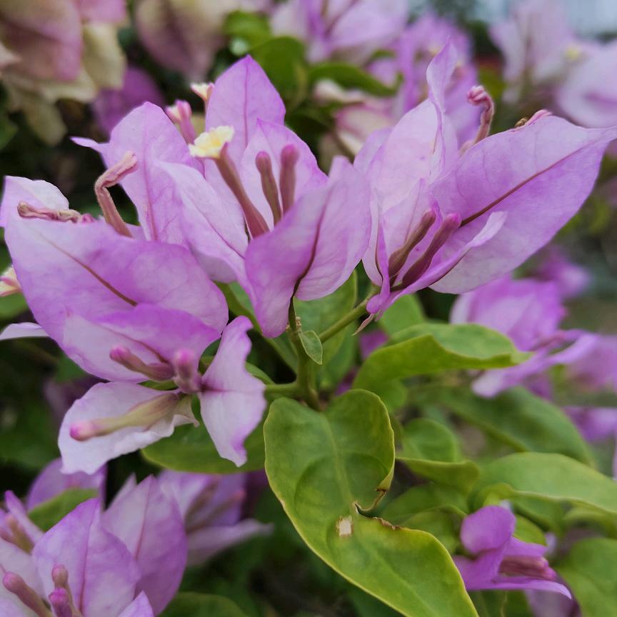 芮红三角梅