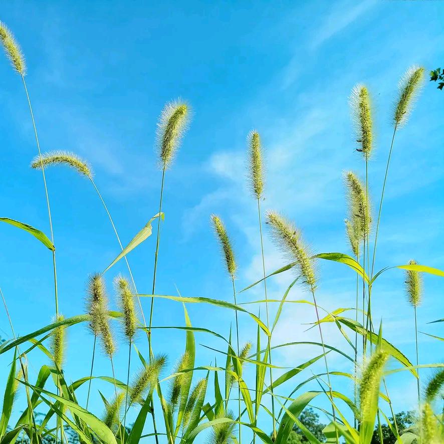 小山坡上的狗尾草