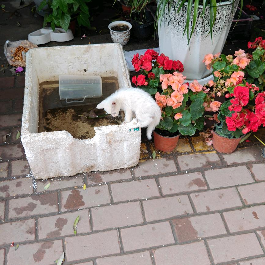 汽笛笛