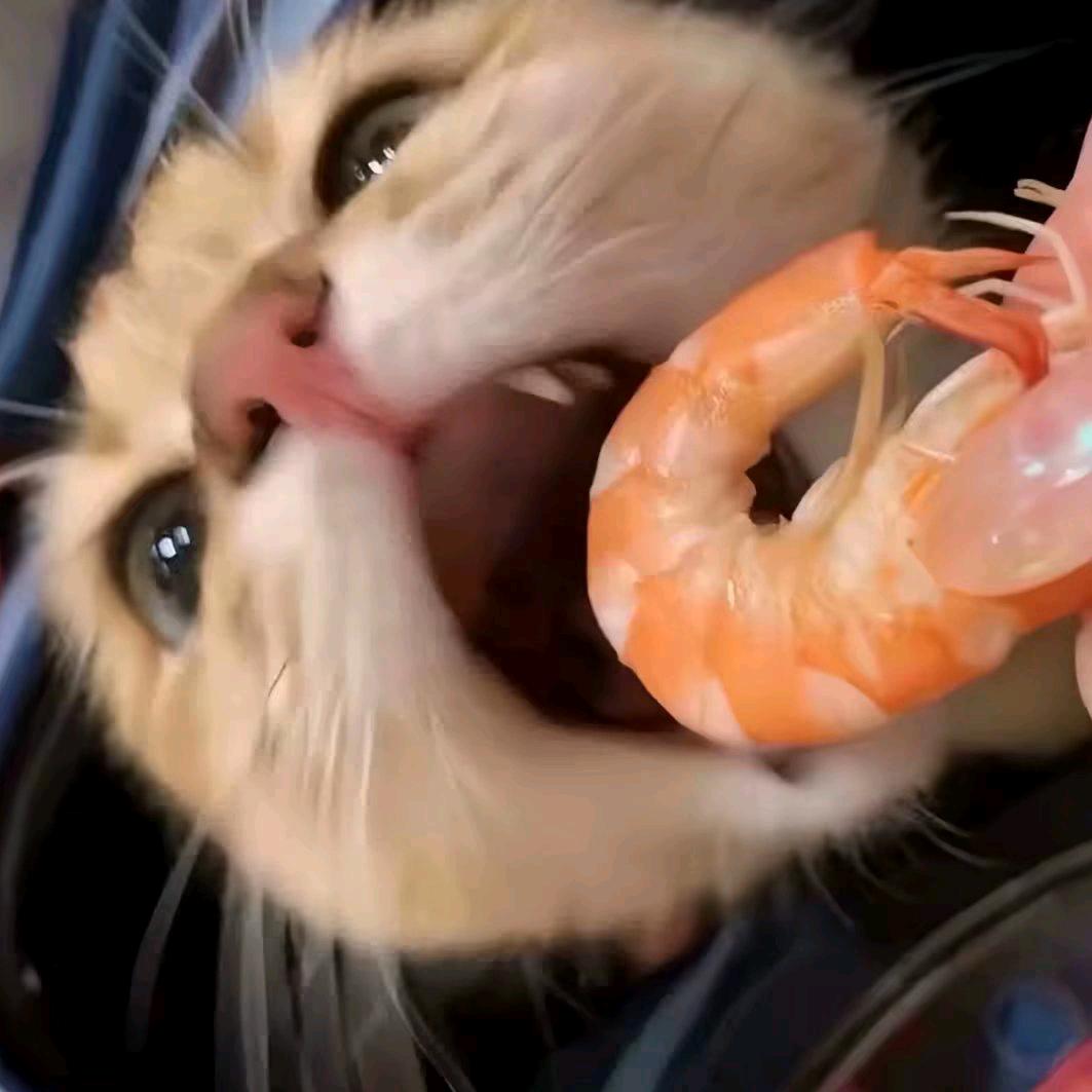 绿绿