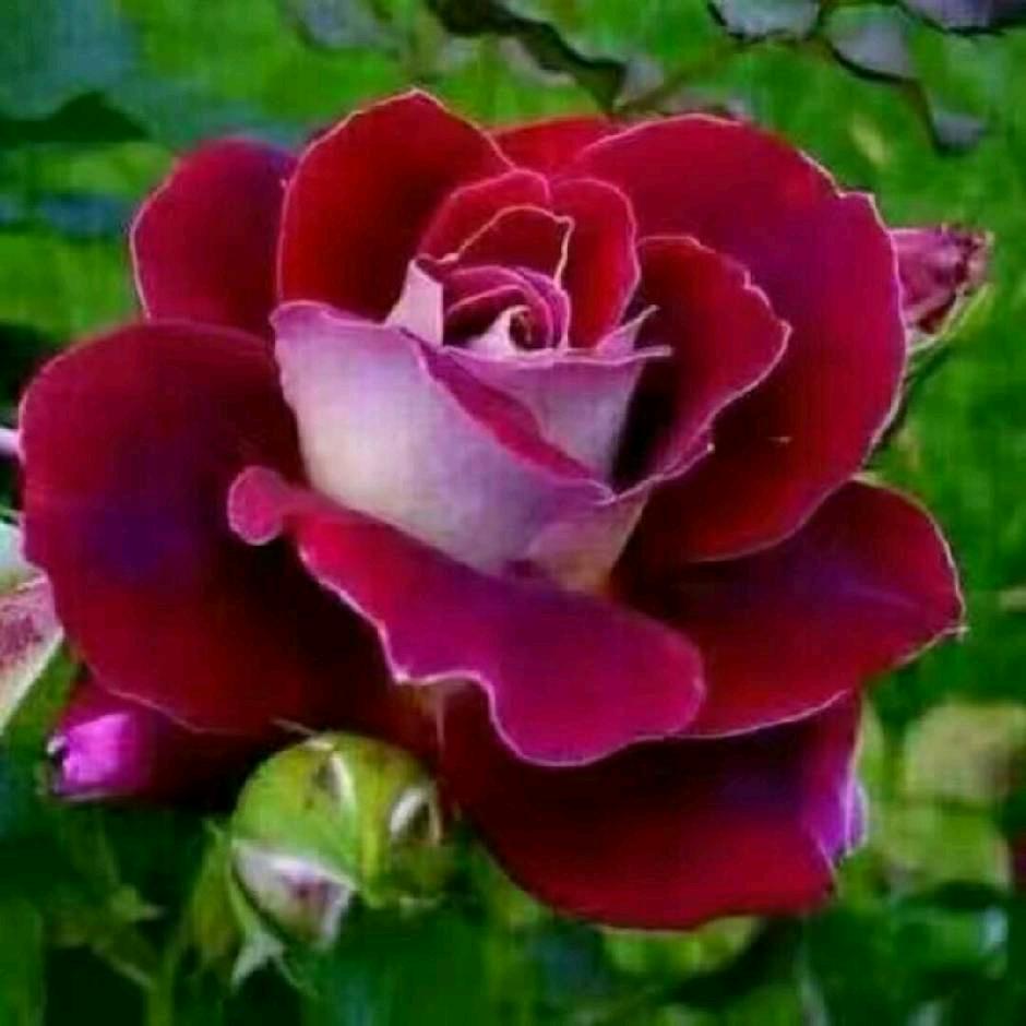 ༒ མི་👿ཚེ་🌿🌿🌿🌿