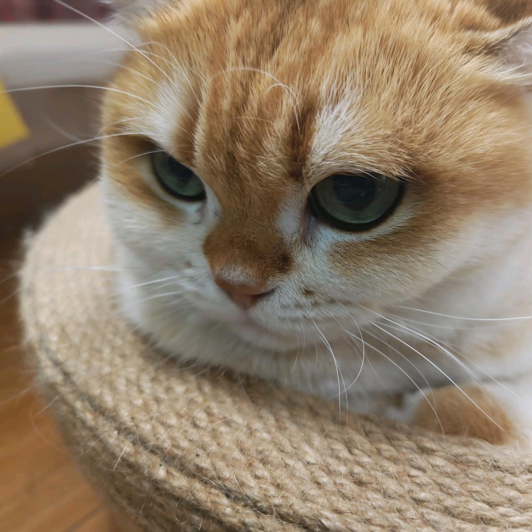 大鸭子