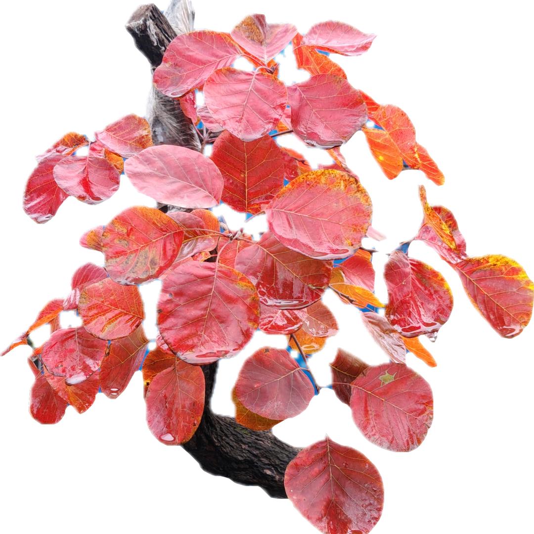 主打，黄卢，雪花荆各种杂木盆景