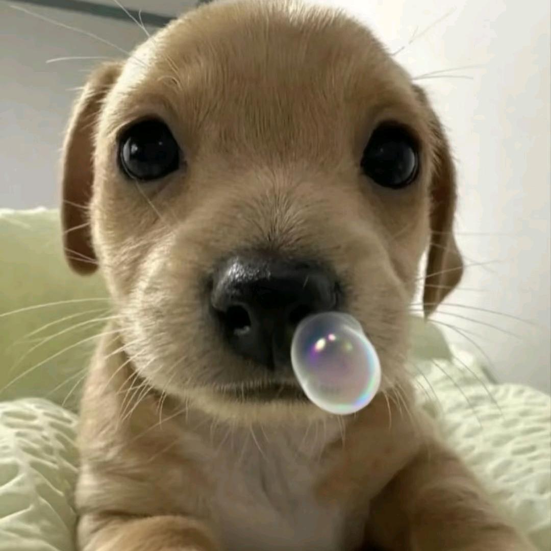 好运小七