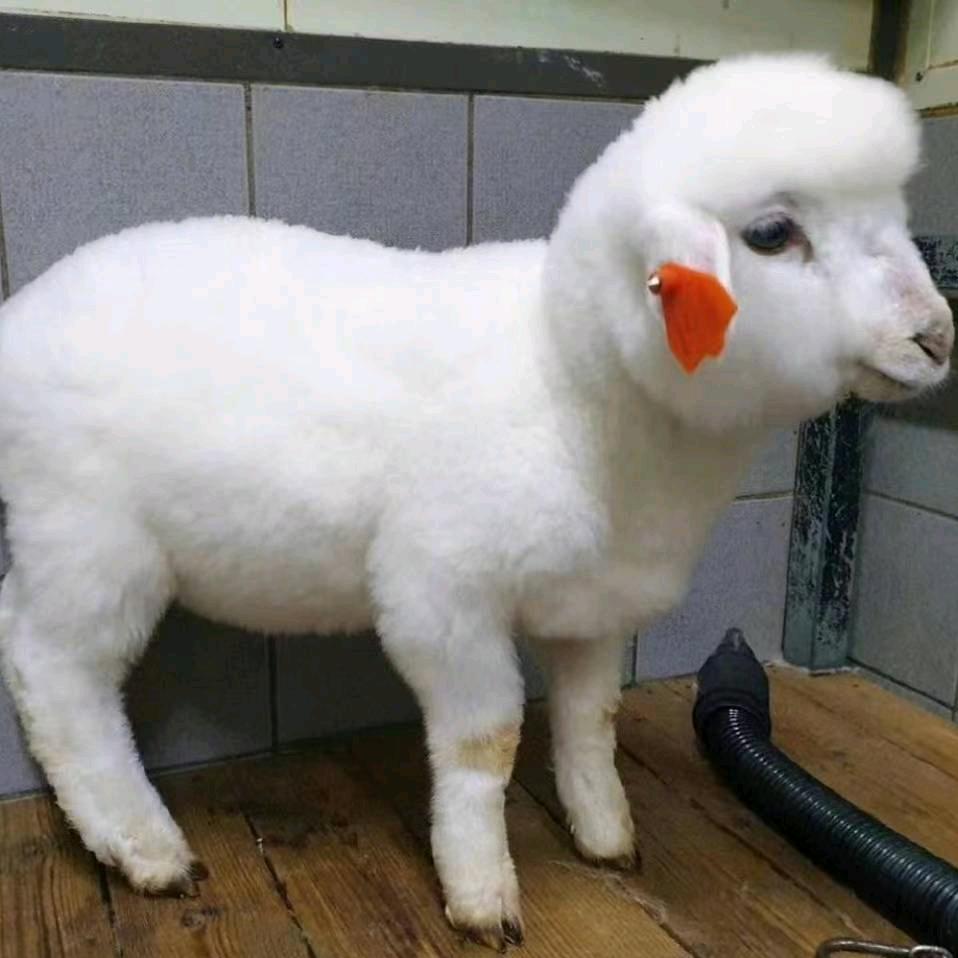 爱自由羊杂羊汤🐰🐶