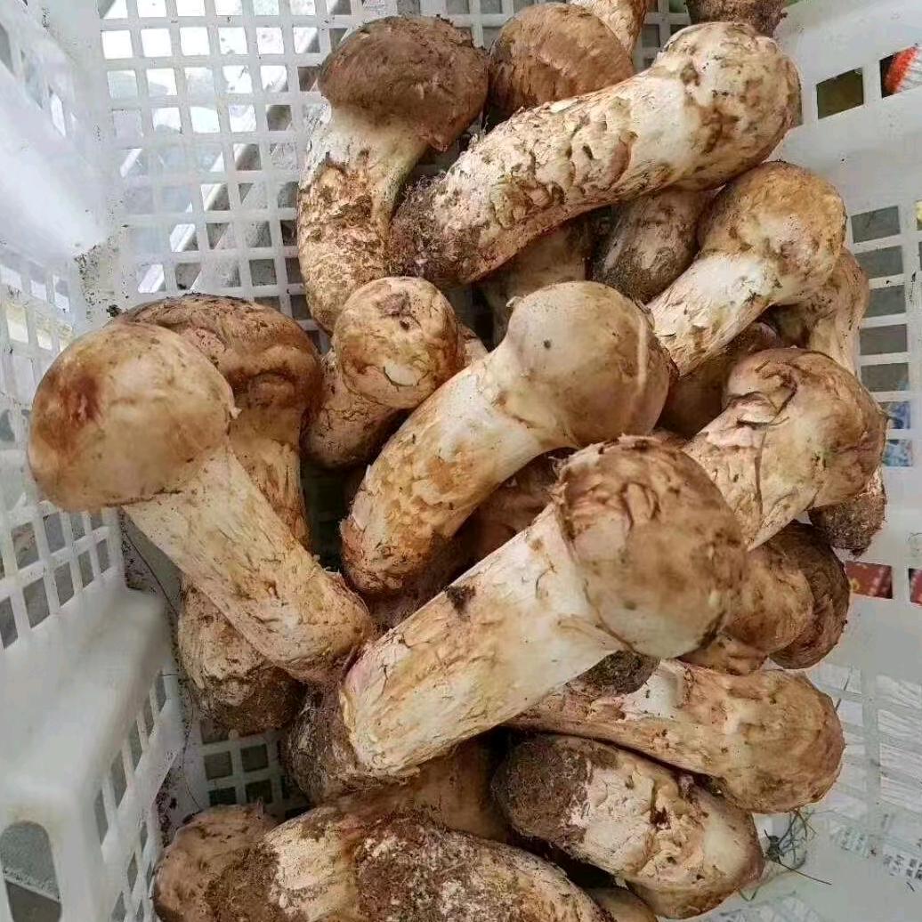 滕艳  金厂松茸东北山产品