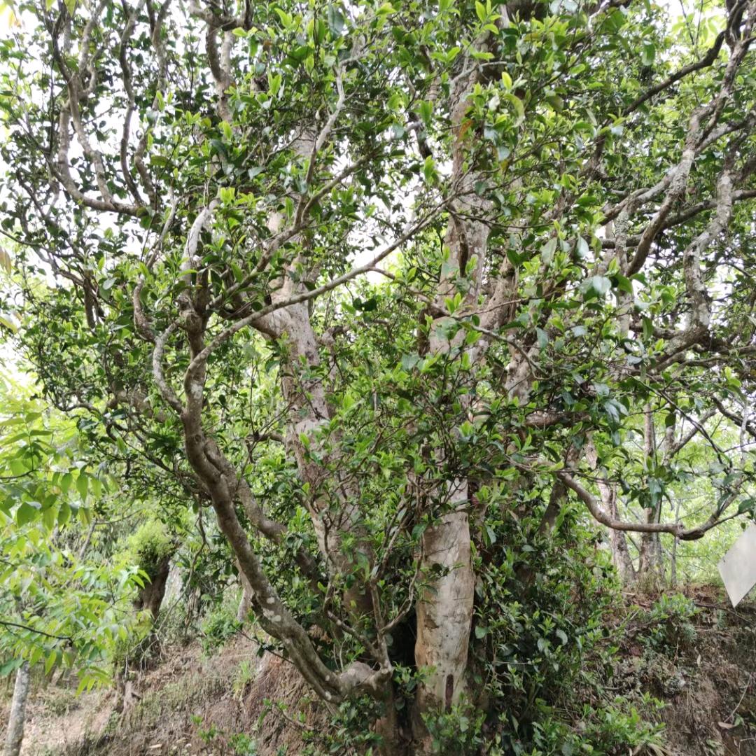 小西说云南茶