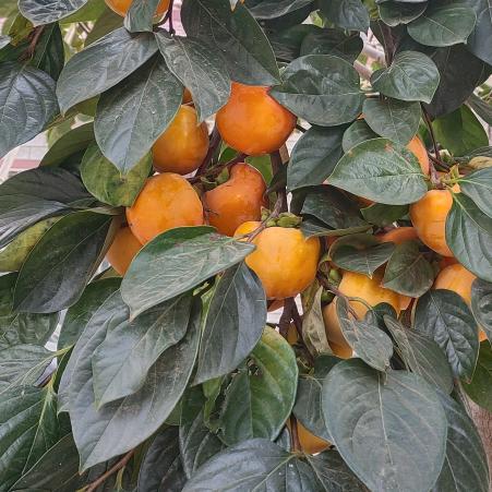 蓝衣逸竹头像