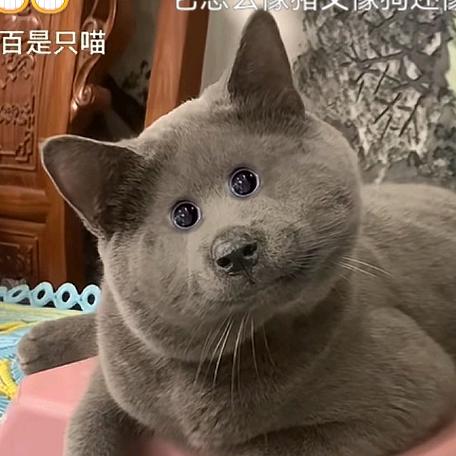 中原腊梅鲜切花