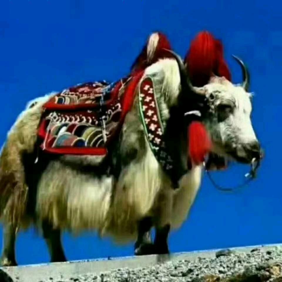 🚬ಇ᭄戒烟戒酒࿆ྃ不໊戒你࿐