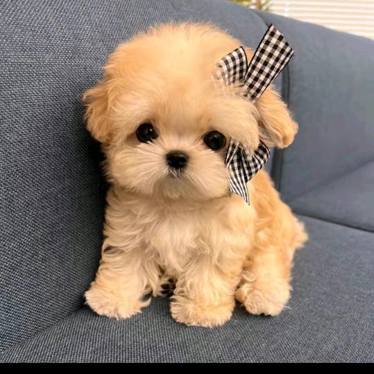 “馋嘴猫”零食屋