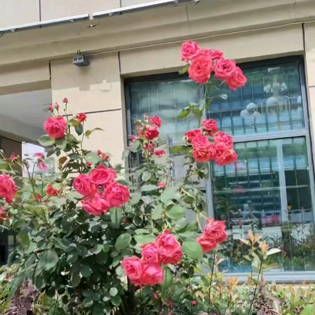 ❤️情如🌺（严姐）