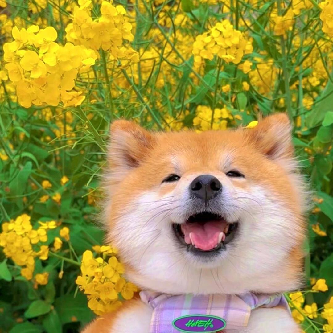 哈哈的芒果屋