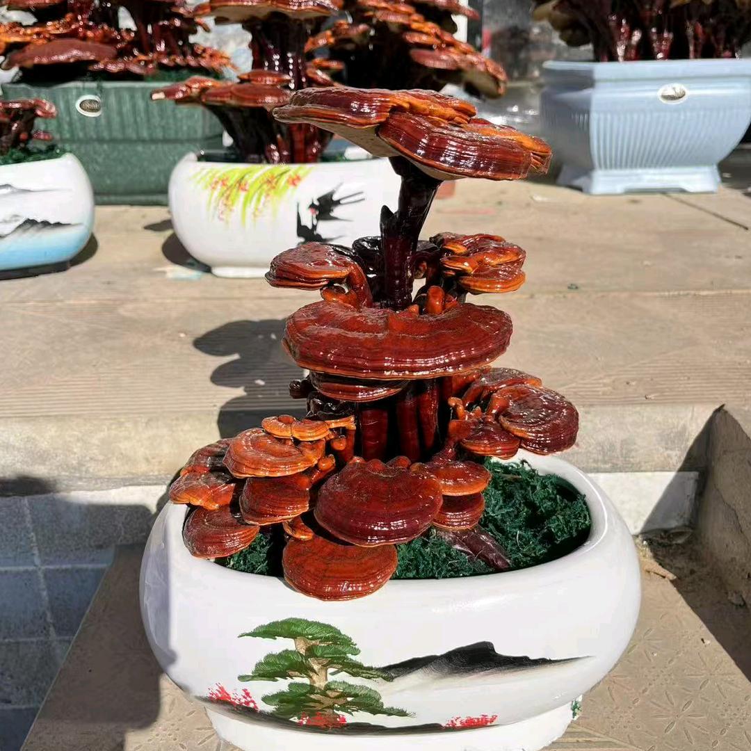 丹芝御景灵芝基地