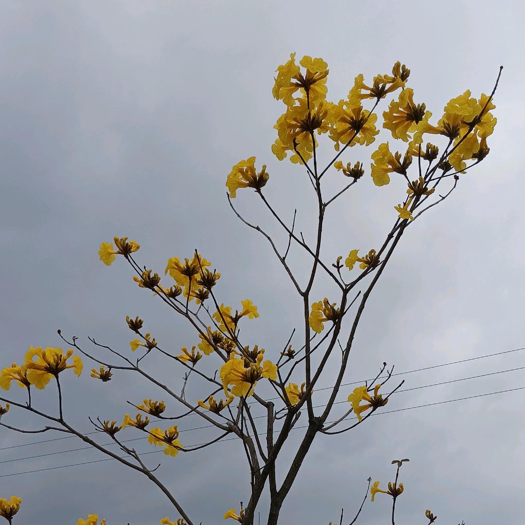 风铃花的寄语