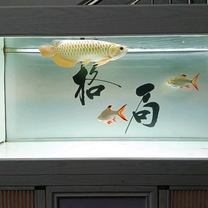 爱养鱼的（金少）